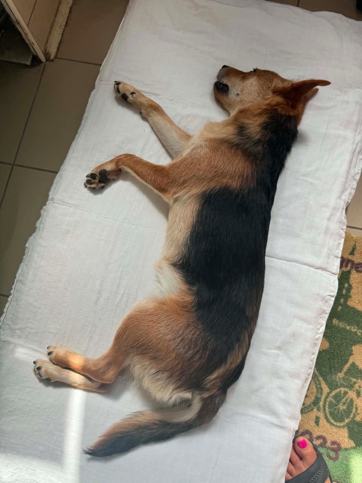Dunkler Hund mit weißem Halskragen auf Schertisch - Datei: Szofi Bild.jpg